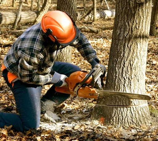 Tree Removal in Pandora, TX